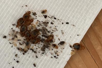 Nahaufnahme von Bettwanzen