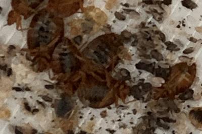 Nahaufnahme von Bettwanzen