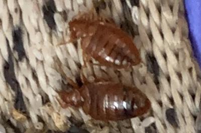 Nahaufnahme von Bettwanzen