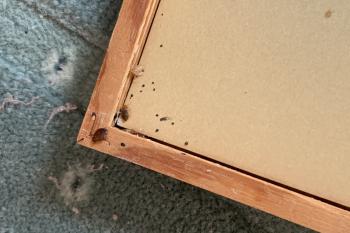 Bettwanzen im Bilderrahmen