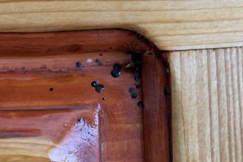 Bettwanzenbefall Holz