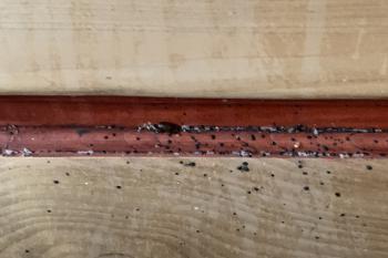 Bettwanzenbefall Holz