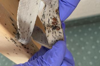 Bettwanzen im Lattenrost