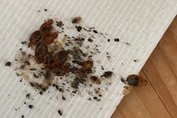 Nahaufnahme von Bettwanzen