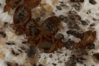 Nahaufnahme von Bettwanzen