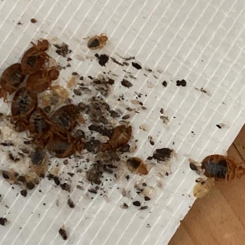 Nahaufnahme von Bettwanzen