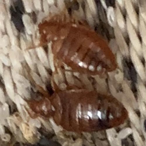 Nahaufnahme von Bettwanzen